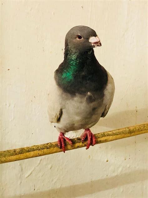 King Pigeons For Sale In Manor Park London Gumtree