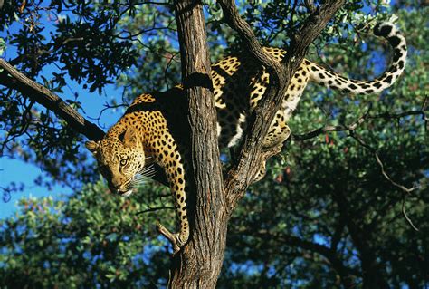 Leopard In Tree Photograph By Tony Camachoscience Photo Library Pixels
