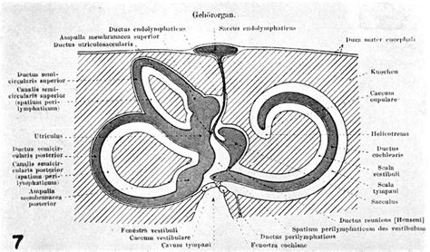 Fluid Pathways In The Inner Ear
