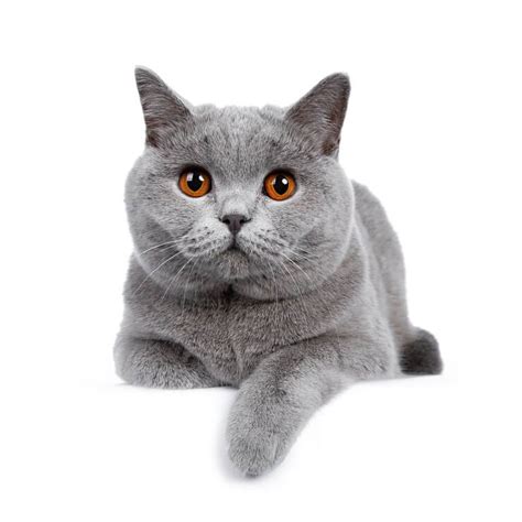 5 Cat Breeds With Beautiful Round Faces Lol Cats