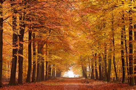 Download Autumn Forest Wallpaper Gallery Yopriceville High Quality By