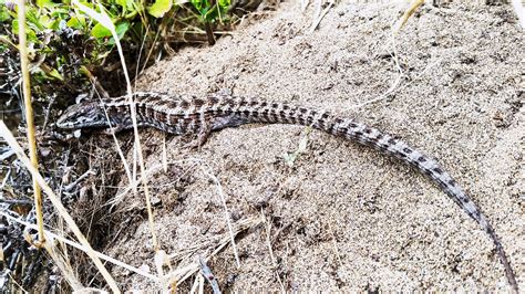Alligator lizards are found mostly in the sierra foothills and along the coast from baja to santa rosa. A beautiful Elgaria coerulea lake merced San Francisco ...