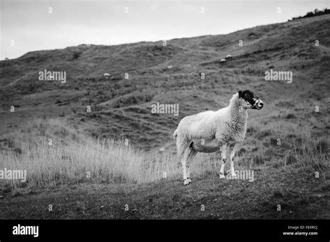 Sheep Grazing On A Hillside England Stock Photo Alamy