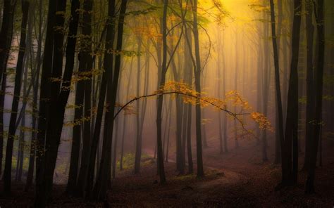 Nature Landscape Fall Mist Forest Leaves Path Atmosphere Trees