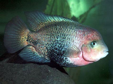 Redhead Cichlid Vieja Melanura Species Profile