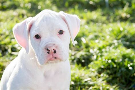 All White Boxer Puppies Are The Cutest Dogs Ever They Have Amazing
