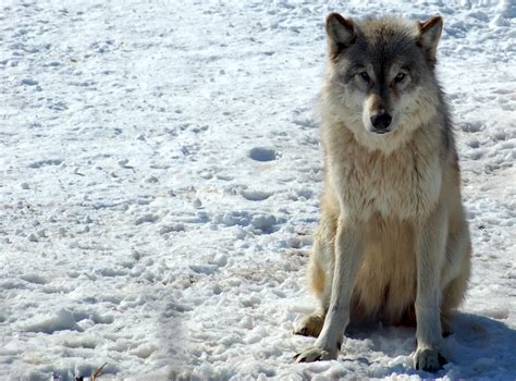 Filegray Wolf In Minnesota Wikimedia Commons