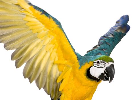 Parrot Full Wing Infoexóticos