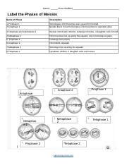 During interphase, a cell grows larger. 13_Meiosis_Activity.pdf - Phases of Meiosis Name of Phase ...