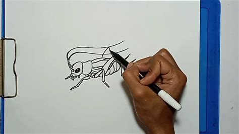 How To Draw A Crickets Step By Step Youtube