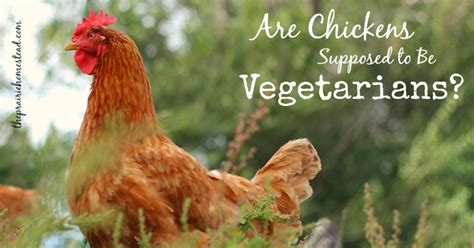Are Chickens Supposed to be Vegetarians | Chickens backyard, Vegetarian