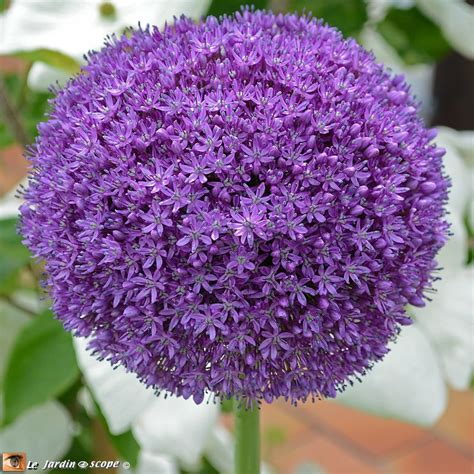 Un magnifique allium à l énorme floraison tardive Le JardinOscope