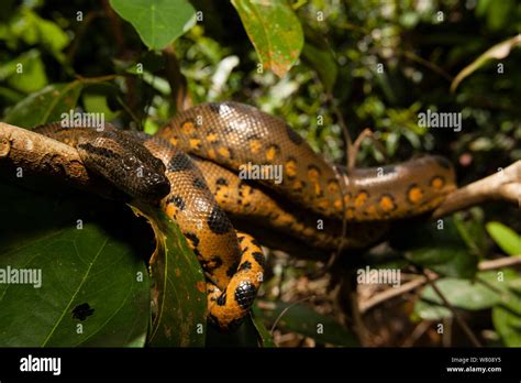 Anaconda Eunectes Murinus Murinus Reserva Nacional Pacaya Samiria