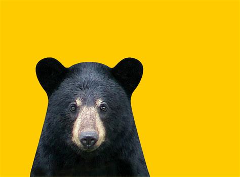 Be Bear Wise And Prevent Bear Encounters Ontarioca