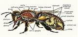 Termite Anatomy