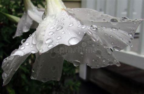 Water Droplets On White Flower Stock Image Image Of Quality Green