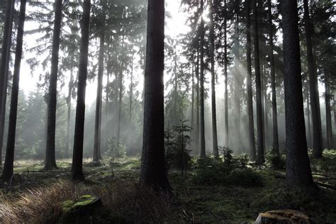 2015 10 24 Forest Czech Republic Morning Forest In Český Flickr