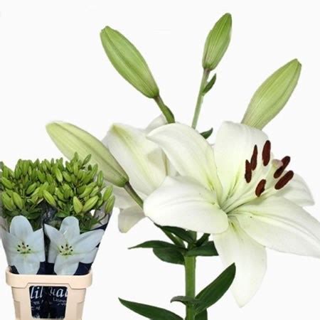 LILY LA LITOUWEN 90cm Wholesale Dutch Flowers Florist Supplies UK