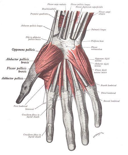 Hand Anatomy Anatomy Study Anatomy Drawing Anatomy Reference