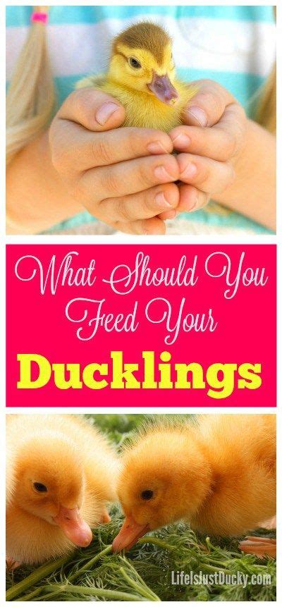 What To Feed Your Ducklings To Have Healthy Ducks And Eggs Its