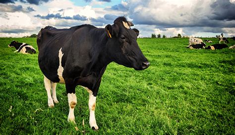 5 Steps To Healthier Cattle Pastures Hobby Farms