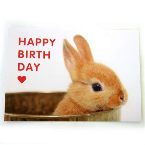 Happy Birthday Bunny Card Send Everyday