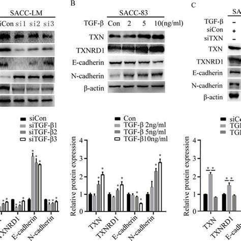 Txn Is Crucial For Emt Induced By Tgf β In Sacc Cell Lines A