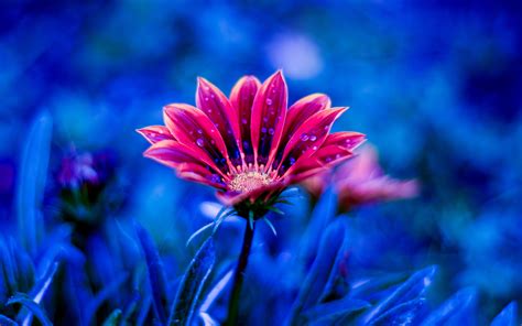 On a computer it is usually. Beautiful Flower Red Flowers Dew Petals Blue Background 4k ...