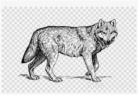 You can print or color them online at getdrawings.com for absolutely free. Realistic Wolf Coloring Pages Png & Free Realistic Wolf ...