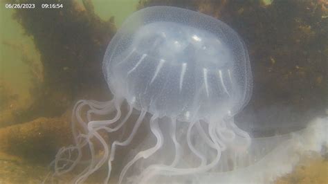 Beautiful Jellyfish Up Close Chesapeake Bay Nettles Youtube
