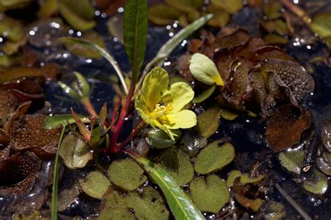 Central African Plants A Photo Guide Ludwigia Stolonifera Guill