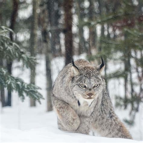 Canadian Lynx In Taiga