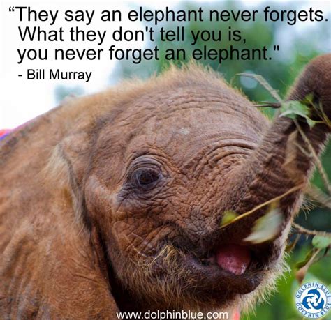 Elephants Never Forget Elephant Quotes Elephants Never Forget Elephant