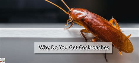 Why Do You Get Cockroaches The Root Of The Roach Problem