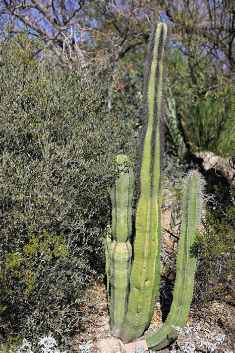 A View Of Senita Cactus Pachycereus Schottii Stock Photo Dissolve