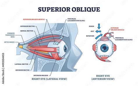 Superior Oblique Muscle With Human Eye Muscular Anatomy Outline Diagram