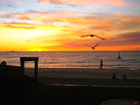 Flying Home Sunset Cottesloe Beach Western Australia Marilyn G Aus