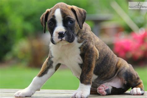 Search by breed, size, & more. Boxer puppy for sale near Lancaster, Pennsylvania | 4b8f3ce1-21f1
