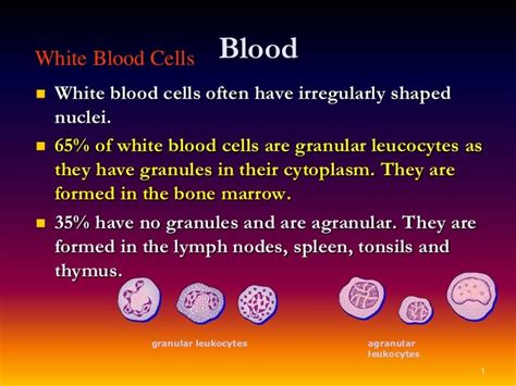 White Blood Cells In Blood