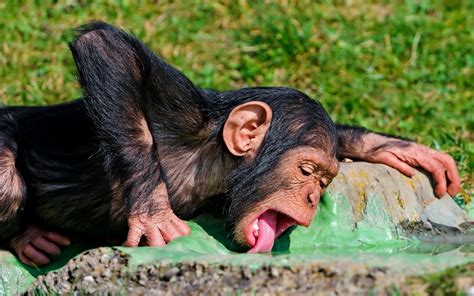 Beauty Cute Amazing Animal Monkey Drinking Water In Funny Way