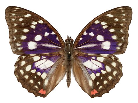 Great Purple Butterfly Photograph By Natural History Museum London