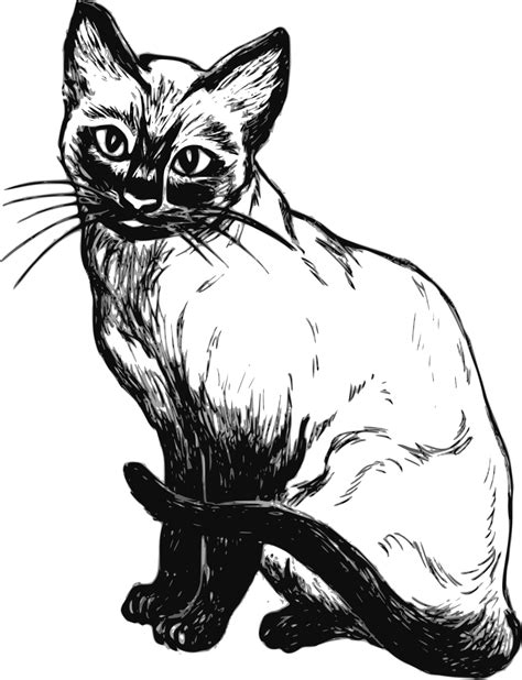 Dibujo Gato Colorear Dibujos De Gatos Gatito Para Colorear Gatos Porn