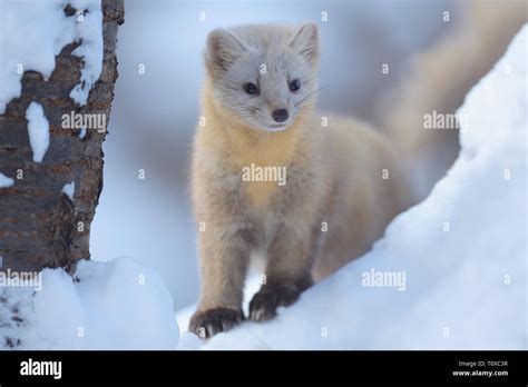 Sable Martes Zibellina In Seinem Wintermantel Stockfotografie Alamy