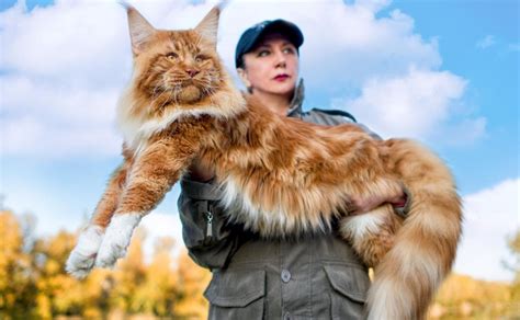 Maine Coon La Raza De Gatos Más Grande Del Mundo ¡es Gigante