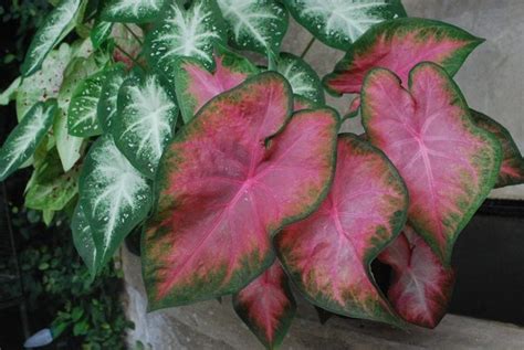 What Are Examples Of Plants With Pink Leaves How Do They