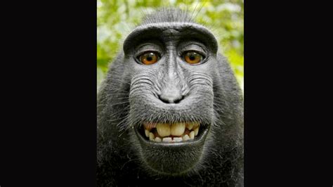 Browse 133,065 monkey stock photos and images available, or search for funny monkey or baby monkey to find more great stock photos and pictures. Selfie Monkey Was 'My Assistant,' Legal-Battle ...