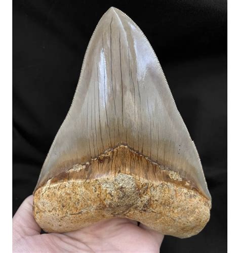 Fossils For Sale Fossils 6 Inch Stunning ‘megalodon Shark
