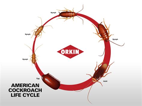 Whats The Life Cycle Of The American Cockroach Orkin