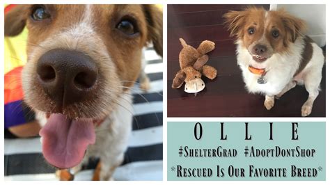 Dog Rescue Stories Ollie Aka Oliver Twist Is A Sad Orphan No More