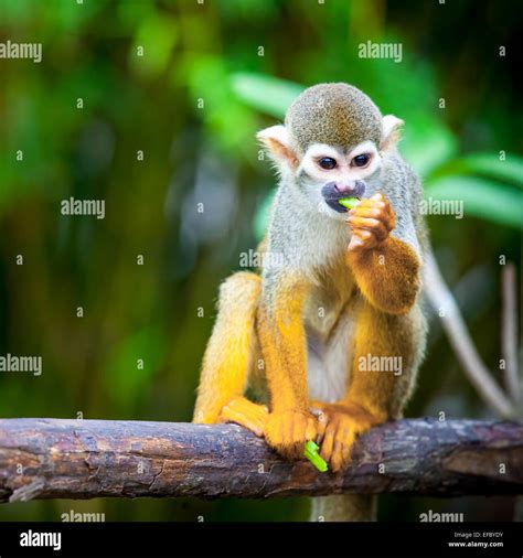 Squirrel Monkey Stock Photo Alamy